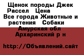 Щенок породы Джек Рассел › Цена ­ 45 000 - Все города Животные и растения » Собаки   . Амурская обл.,Архаринский р-н